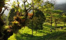 Mount Totumas, Panama