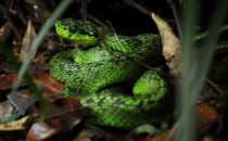 Palm Viper, © Mount Totumas, Panama