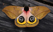 Pfauenspinner, © Mount Totumas, Panama