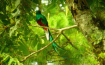 männlicher Quetzal, © Mount Totumas, Panama