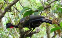 Schakuhuhn © Mount Totumas, Panama