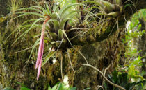 Bromelie, Mount Totumas, Panama