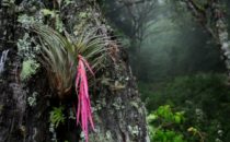 Bromelie, © Mount Totumas, Panama