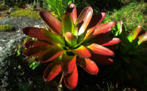 Bromelie, © Mount Totumas, Panama