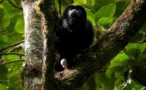 Brüllaffe, © Mount Totumas, Panama