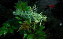 Flechtentier © Mount Totumas, Panama
