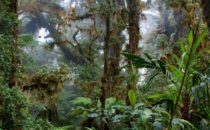 Nebelwald, © Mount Totumas, Panama