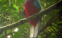 männlicher Quetzal, © Mount Totumas, Panama