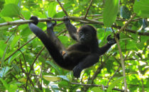 junger, weiblicher Brüllaffe, © Mount Totumas, Panama