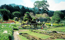 Mi jardín es su jardín, Boquete, Panama
