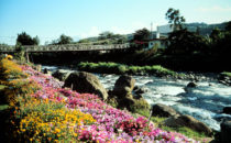 Blumenmesse in Boquete, Panama
