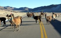 Begegnung mit Lamas in der Cordillera Central, Bolivien © Bertram Roth