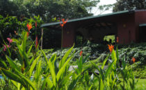 Cacatua Lodge bei Uvita, Costa Rica
