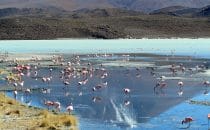 Laguna Hedionda, Bolivien © Bertram Roth