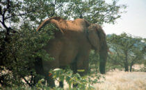 desert elephant, Namibia