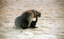 seal colony, Cape Cross, Namibia