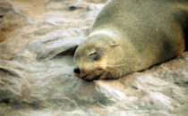 seal colony, Cape Cross, Namibia