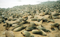 seal colony, Cape Cross, Namibia