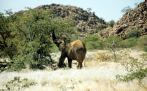 desert elephant, Namibia