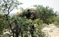 desert elephant, Namibia