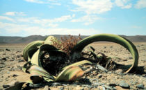 Welwitschia, Namibia