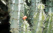 Desert euphorbia detail (Euphorbia Virosa), Namibia