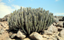 Desert euphorbia (Euphorbia Virosa), Namibia