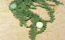Tsamma (-melon) (Citrullus lanatus), Namibia