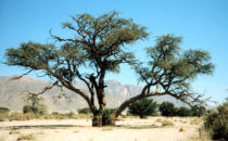 Ana tree in Ugab riverbed (faidherbia albida), Namibia