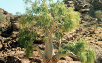 Namibia Flora