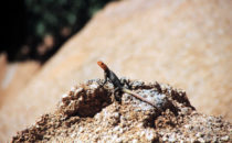 red-headed rock agama, or rainbow agama (agama agama), Namibia
