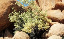Namibia Flora