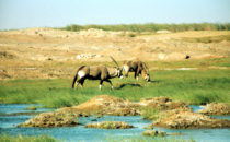 Oryx antelopes in the Uniab Delta, Namibia