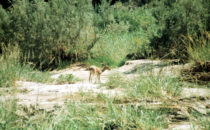 Damara Dik-dik, Namibia