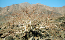 thorn tree Namibia