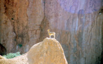 Capricorn near Spitzkoppe