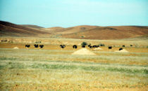 herd of ostriches, Namibia