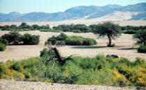 desert elephants, Namibia