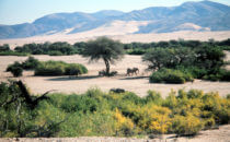 desert elephants, Namibia