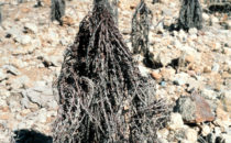 Resurrection Plant (Myrothamnus flabellifolius), Namibia