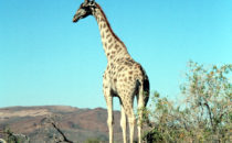 Giraffe, Namibia