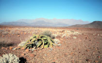 Welwitschia, Namibia
