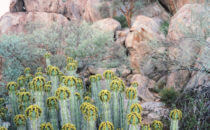 Namibia, cacti