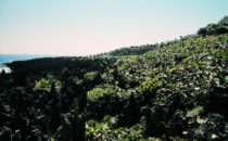 Roatán - Panorama, Honduras