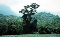 Pico Bonito National Park, Honduras