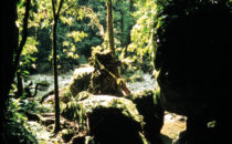 Pico Bonito Nationalpark, Honduras