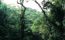 Zacate River in Pico Bonito National Park, Honduras
