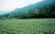 Pico Bonito National Park, Honduras