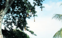 Fuerte San Lorenzo, Weaver bird nests