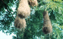Fuerte San Lorenzo, Weaver bird nests